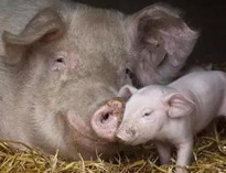 泔水不讓喂豬，舉報還有獎，拿什麽拯救你？